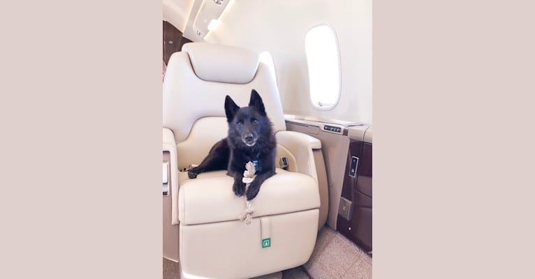 Photo of Waffles, a Schipperke  in Fort Lauderdale, Florida, USA