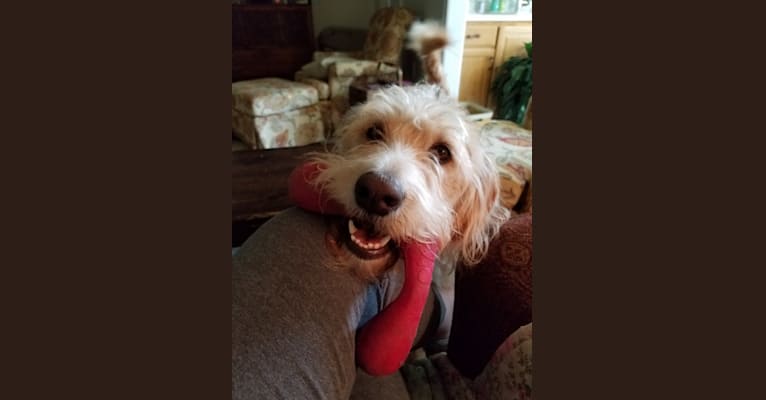 Embark Dog DNA Test Breed