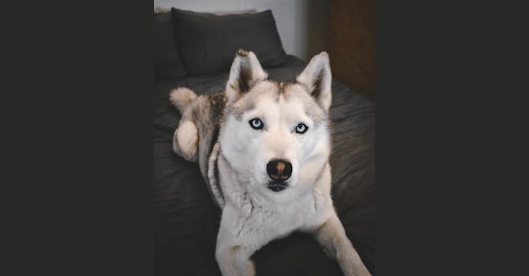 Max, a Siberian Husky tested with EmbarkVet.com