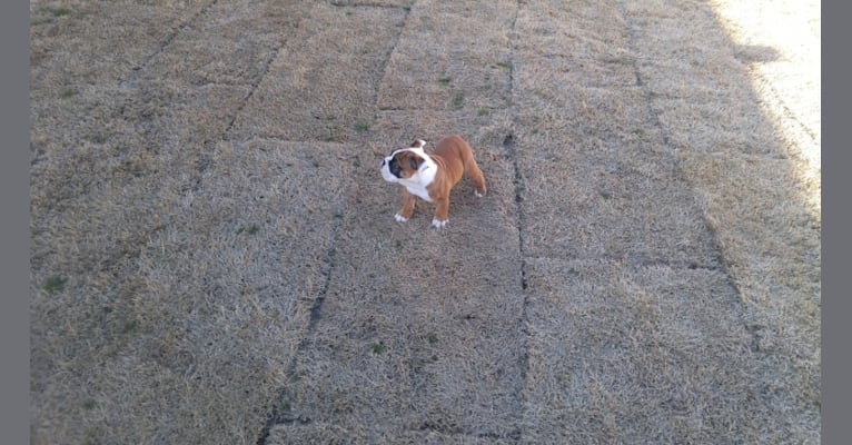 Embark Dog Dna Test Breed