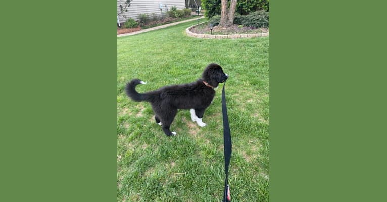 Bowie, a Great Pyrenees and Australian Shepherd mix tested with EmbarkVet.com