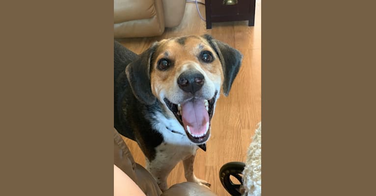 Chuck, a Beagle and Russell-type Terrier mix tested with EmbarkVet.com