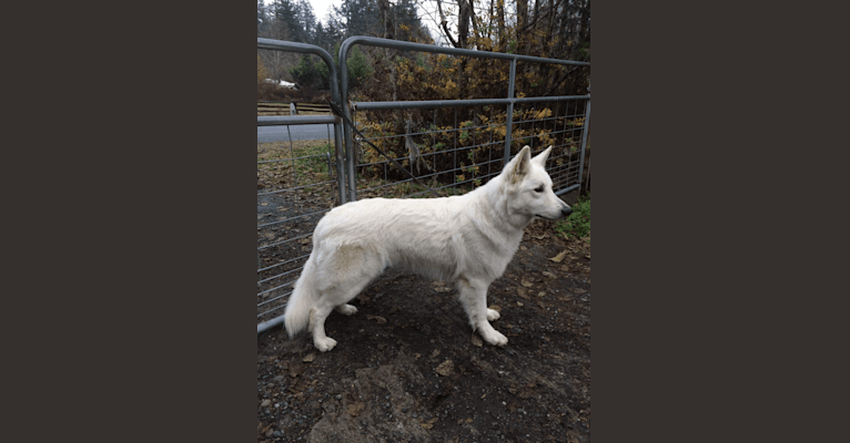 Bela, a White Shepherd tested with EmbarkVet.com