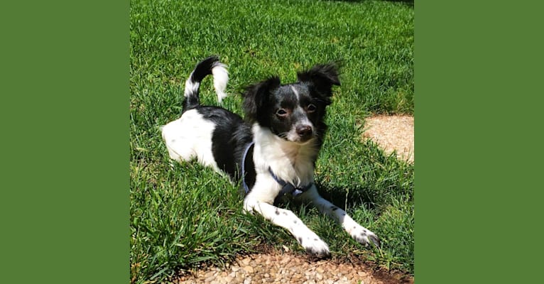 Pepper, a Rat Terrier and Chihuahua mix tested with EmbarkVet.com