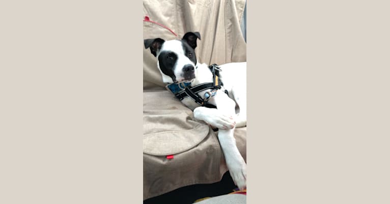 Wolfie, an American Pit Bull Terrier and Australian Shepherd mix tested with EmbarkVet.com