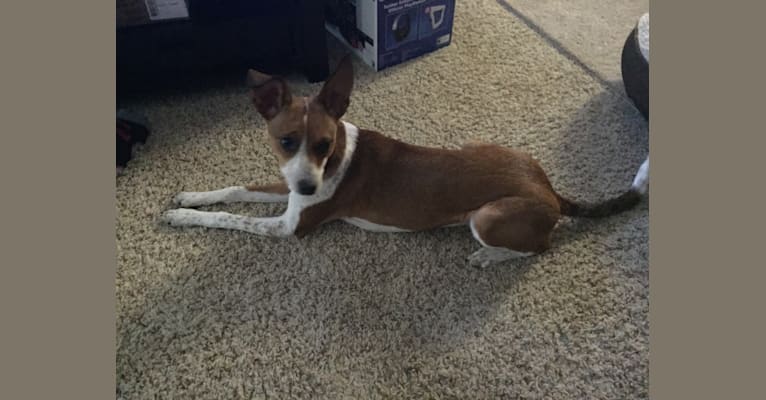 Elena, a Chihuahua and Staffordshire Terrier mix tested with EmbarkVet.com