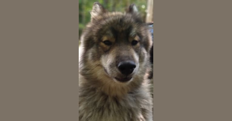 Photo of Wolf, a Siberian Husky  in Arkansas, USA