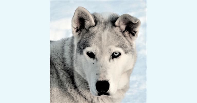 Photo of Dove, a Siberian Husky  in Florence, WI, USA