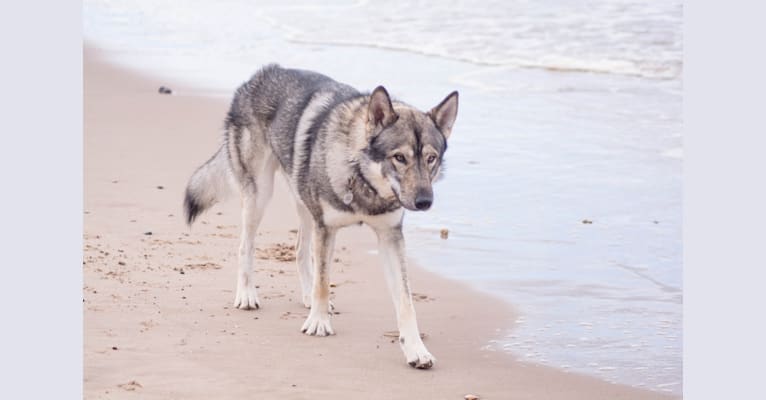 BlaiddMon Drogo (Atlas) a dog tested with EmbarkVet.com