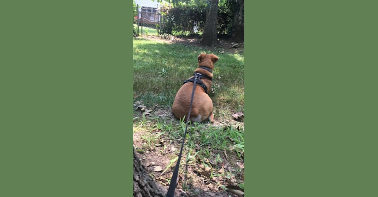 Photo of Stanley, a Mountain Cur  in Brentwood, Missouri, USA