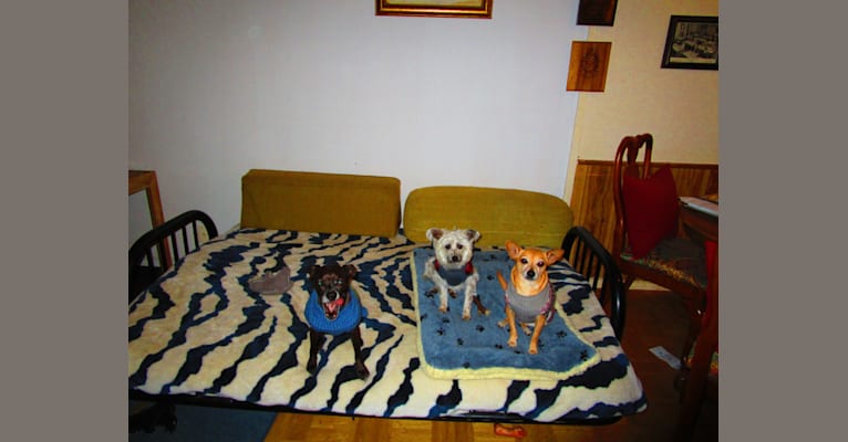 Esme, a Chihuahua and Dachshund mix tested with EmbarkVet.com