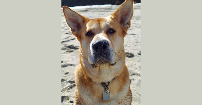 Ruby, an Akita and Australian Cattle Dog mix tested with EmbarkVet.com