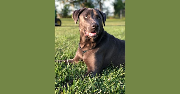 Photo of Hayden, a Doberman Pinscher, American Pit Bull Terrier, Australian Cattle Dog, and Labrador Retriever mix in Somerset, Kentucky, USA