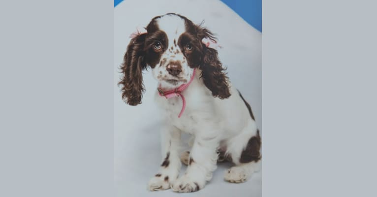 Photo of Piper, a Cocker Spaniel  in Evansville, Indiana, USA