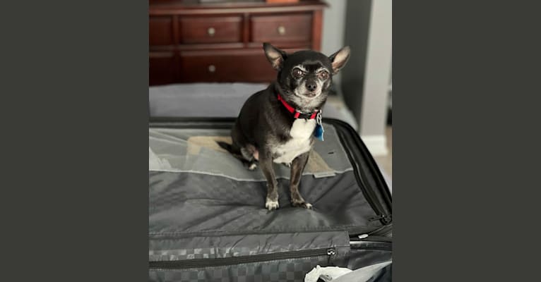 Tango, a Chihuahua tested with EmbarkVet.com