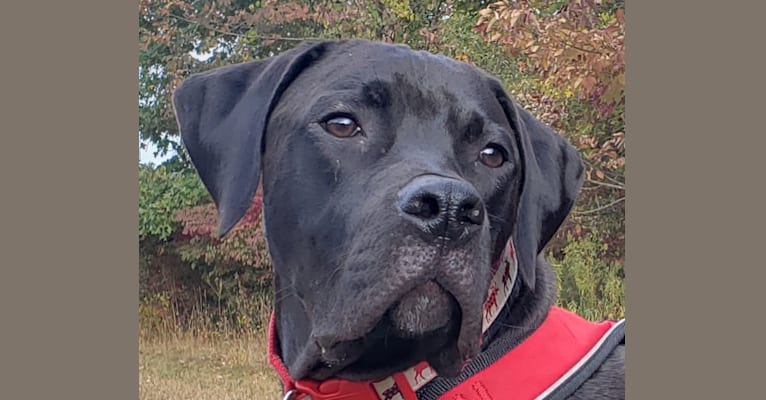 Photo of Ruger Bear Tarryk, an American Bully, Pointer, and Mixed mix in Griswold, Connecticut, USA