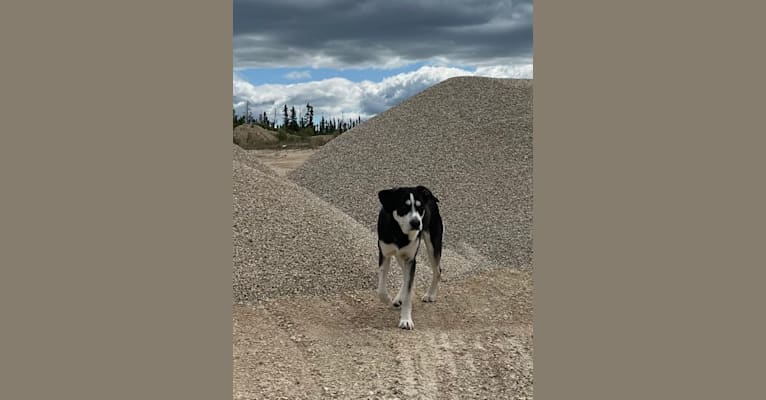 Hotch, a German Shepherd Dog and Australian Cattle Dog mix tested with EmbarkVet.com