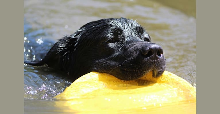 Bruin, a Labrador Retriever tested with EmbarkVet.com