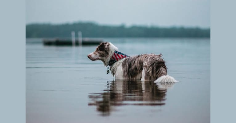 Spurs N Ashes, a Border Collie tested with EmbarkVet.com