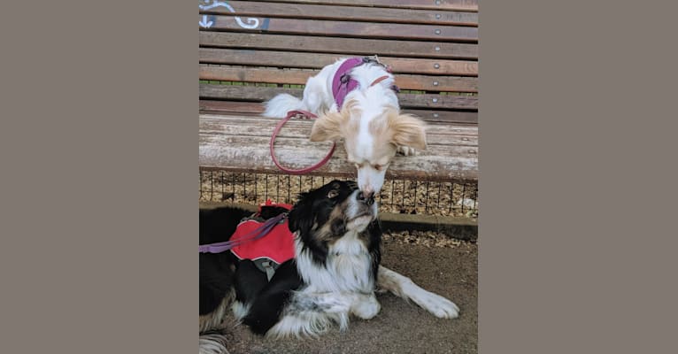 Lizzy (Eliza/Elizabeth), an Eastern European Village Dog and Pekingese mix tested with EmbarkVet.com