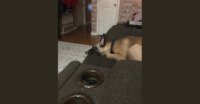 Zira, an American Pit Bull Terrier and German Shepherd Dog mix tested with EmbarkVet.com