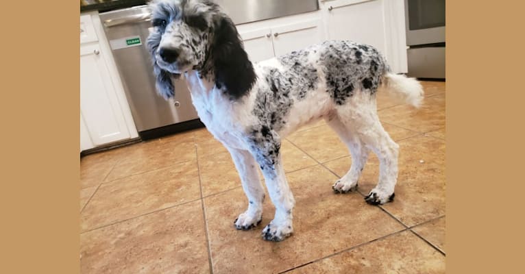 Photo of Ollie, a Poodle (Standard)  in South Carolina, USA