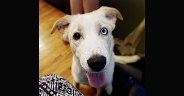 Skylar, a Siberian Husky and Staffordshire Terrier mix tested with EmbarkVet.com