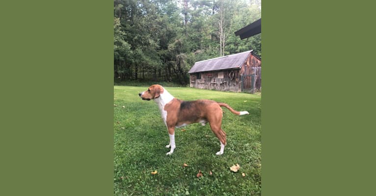 Ace, an American Foxhound tested with EmbarkVet.com