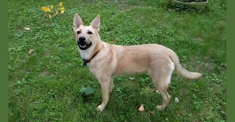 Minerva, a German Shepherd Dog and Australian Cattle Dog mix tested with EmbarkVet.com