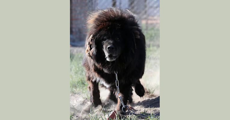 embark dog dna test breed