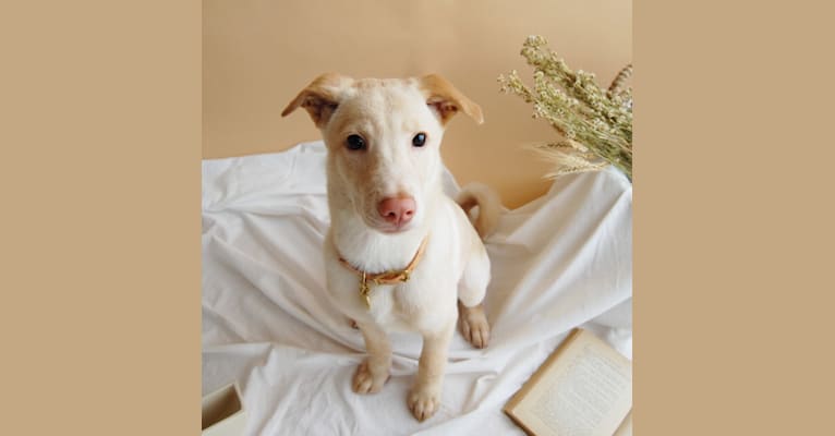 Linen, a Southeast Asian Village Dog tested with EmbarkVet.com