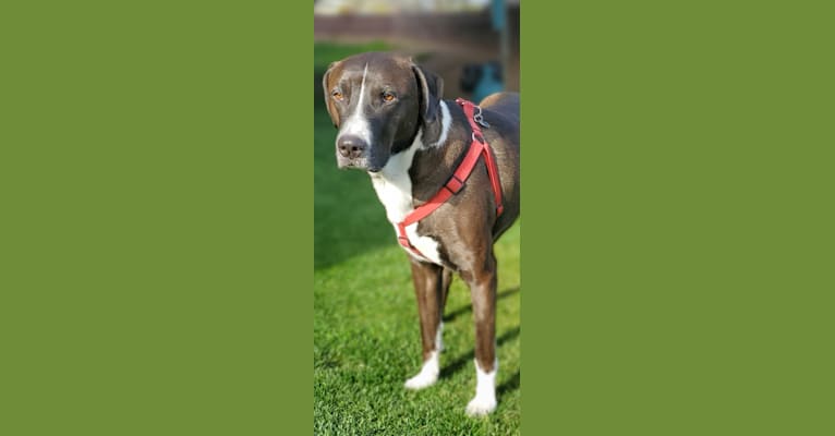 Sherlock, an Anatolian Shepherd Dog and American Pit Bull Terrier mix tested with EmbarkVet.com