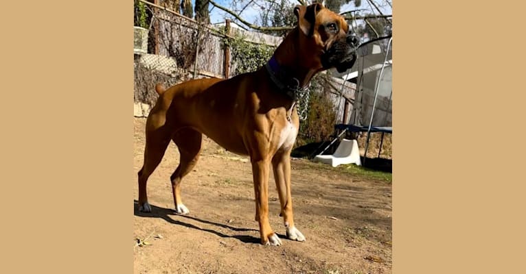 Photo of Daisy, a Boxer  in Riverside, CA, USA