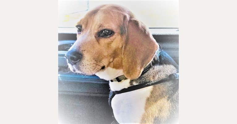 SOPHIE PENELOPE BEAGLE, a Beagle tested with EmbarkVet.com
