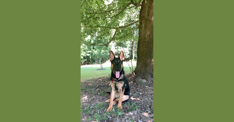 Otto, a German Shepherd Dog tested with EmbarkVet.com