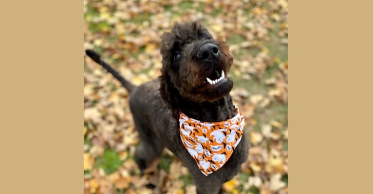 Bowie, an Airedale Terrier and Poodle (Standard) mix tested with EmbarkVet.com