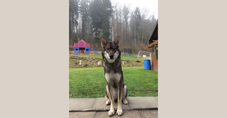 embark dog dna test breed