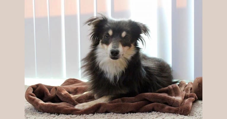 Photo of Teddy, a Chihuahua, Pomeranian, Miniature Pinscher, and Mixed mix in Texas, USA