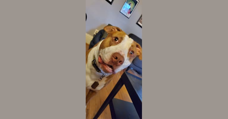 Moose, an American Pit Bull Terrier and American Bulldog mix tested with EmbarkVet.com