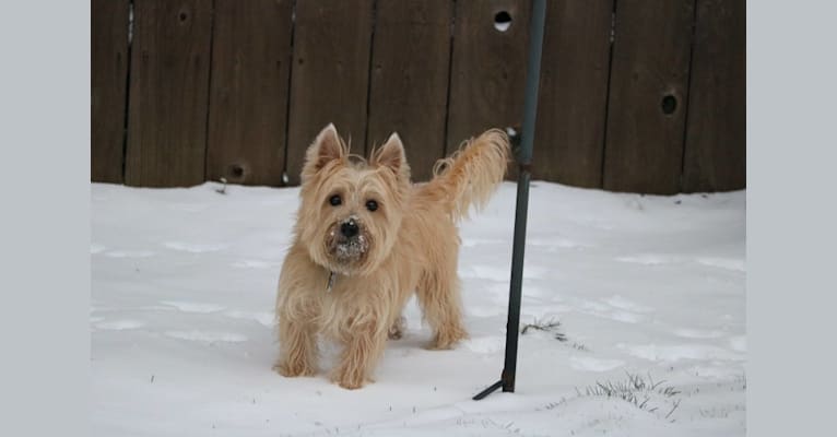 Photo of Murray, a Cairn Terrier  in Redding, California, USA