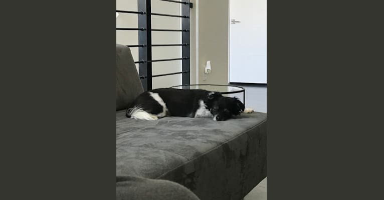 Benson, a Poodle (Small) and Cocker Spaniel mix tested with EmbarkVet.com