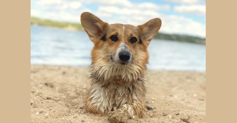 Photo of Fly, a Pembroke Welsh Corgi  in Barrie, Ontario, Canada