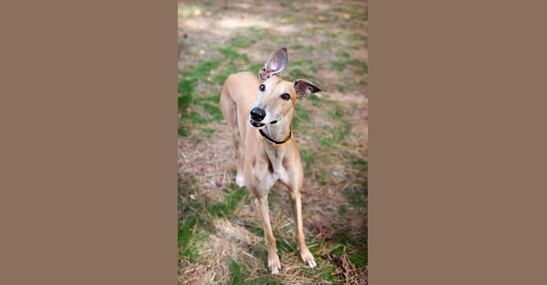 Photo of Blaze, a Greyhound  in Ocala, Florida, USA