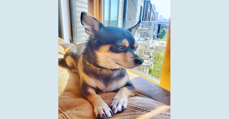 Photo of Squirt, a Chihuahua  in Des Moines, Iowa, USA