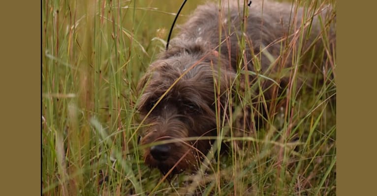Photo of Foothills Ada Reece, a Pudelpointer  in Flowery Branch, GA, USA