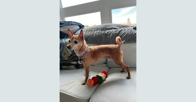 Tito, a Chihuahua and Pomeranian mix tested with EmbarkVet.com