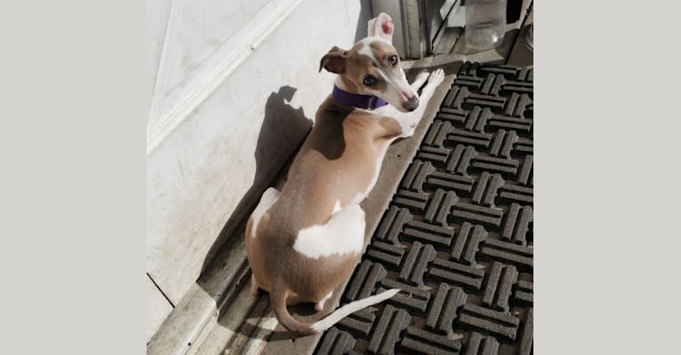 Photo of Lyric, an Italian Greyhound  in Missouri, USA