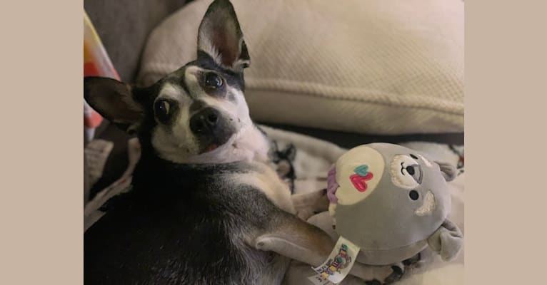 Mojo-Jojo, a Chihuahua and Poodle (Small) mix tested with EmbarkVet.com