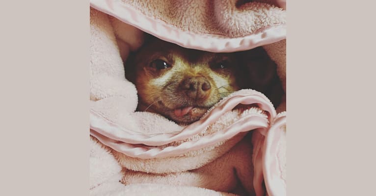 Photo of VICIOUS!, a Chihuahua  in Portland, Oregon, USA