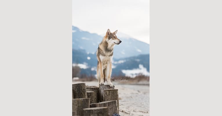 Giro, a Saarloos Wolfdog tested with EmbarkVet.com